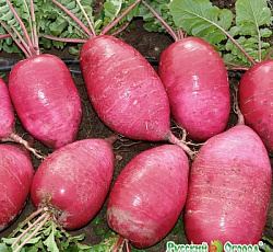 Дайкон Сверхредиска F1 Русский размер