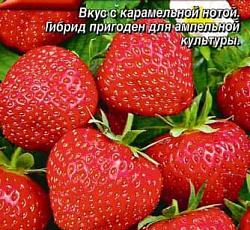 Земляника ремонтантная Карамельки F1 (клубника)