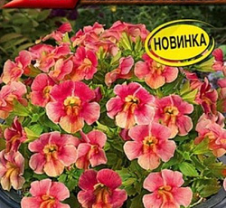 Мимулюс Медиус Малиновая пастель F1