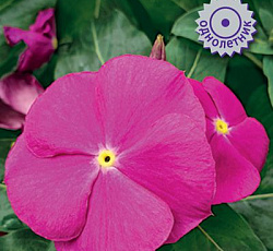 Катарантус Пацифика Дип Орхид