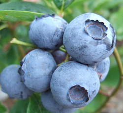 Голубика (высокорослая) - Блюголд