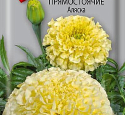 Бархатцы прямостоячие Аляска