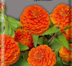 Цинния низкорослая Фея Оранжевая