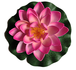 Лилия водоплавающая Розовая d-14см