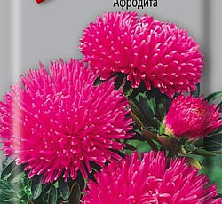 Астра Игл Афродита