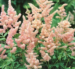 Астильба (японская) - Пич Блоссом
