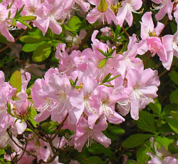 Рододендрон Шлиппенбаха Розовое дерево