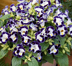 Торения Мармелад Черничный