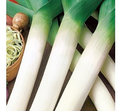 Лук порей Жираф