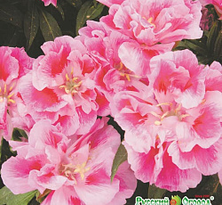 Годеция Крупноцветковая Русский размер