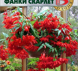 Бегония гибридная Фанки Скарлет (каскадная)