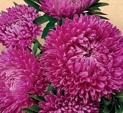 Астра хризантемовидная Царица Розовая