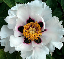 Пион (древовидный) - Снежный лотос