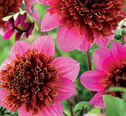 Георгина (анемоновидная) - Фантом