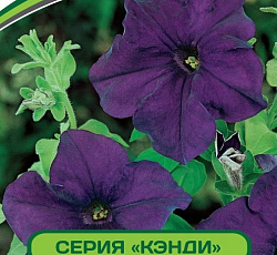 Петуния Кэнди Мелани F1 крупноцветковая прямостоячая