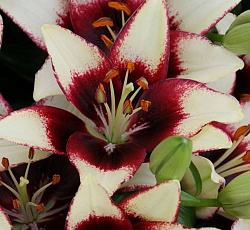 Лилия (азиатская горшечная) - Куритиба
