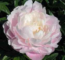 Пион (травянистый) - Миссис Франклин Д. Рузвельт