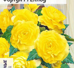 Бегония клубневая Фортун Еллоу F1