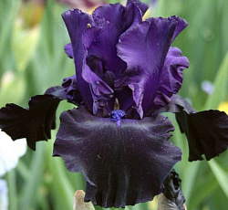 Ирис (бородатый) - Блэк Дрэгон