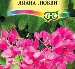 Антигонон Лиана любви