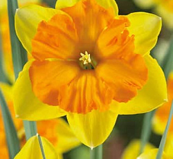 Нарцисс (С расщепленной коронкой) - Конгресс