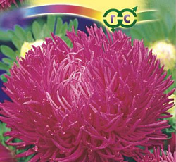 Астра Краллен Камео