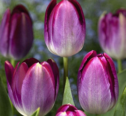 Тюльпан (Триумф) - Питтсбург