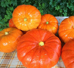 Тыква крупноплодная Конфетка F1