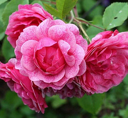 Роза (канадская парковая) - Модэн Руби