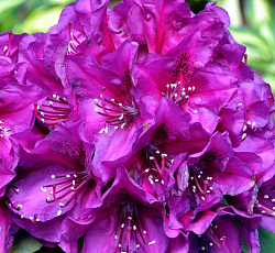 Рододендрон (гибридный) - Поларнахт