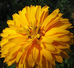 Гелиопсис шероховатый Золотые шары