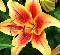 Лилия (ОА-гибрид) - Фёст Краун