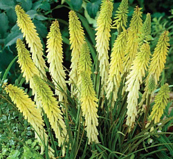 Книфофия (гибридная) - Литтл Мейд