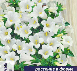 Колокольчик Эппил средний Белый F1