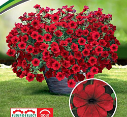 Петуния Тайдел Вэйв Ред Велюр многоцветковая ампельная