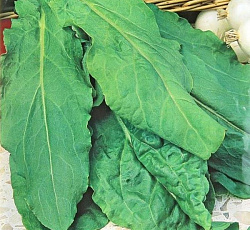 Щавель Чемпион