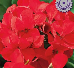 Пеларгония Маверик Красная