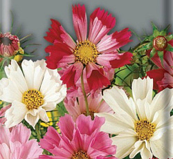 Космея Ракушка