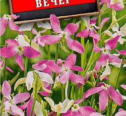 Маттиола Летний вечер