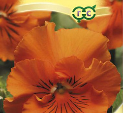 Виола Виттрока Махровое Кружево оранжевое F1