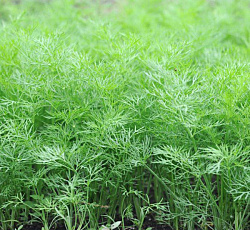 Укроп Обильнолиственный