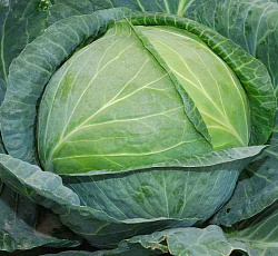 Капуста белокочанная Экстра F1