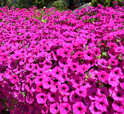 Петуния Супертуния Парпл F1