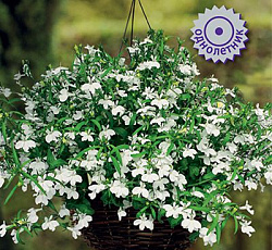 Лобелия ампельная Регата Вайт