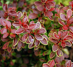 Барбарис (тунберга) - Голден Ринг