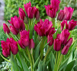 Тюльпан (Многоцветковый) - Найт Клаб