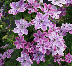 Клематис (ботанический) - Супер Кьют (Люкс)