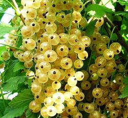 Смородина белая (традиционная) - Версальская белая