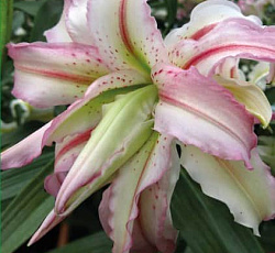 Лилия (восточная махровая) - Брокен Харт