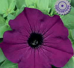 Петуния крупноцветковая Танго Пурпурная